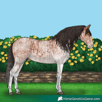 Horse Color:White Spotted Bay Tobiano  and White Spotted Bay Roan Splash 