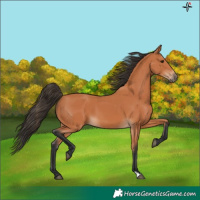 Horse Color:Bay 