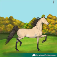 Horse Color:Buckskin
