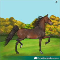 Horse Color:Bay 