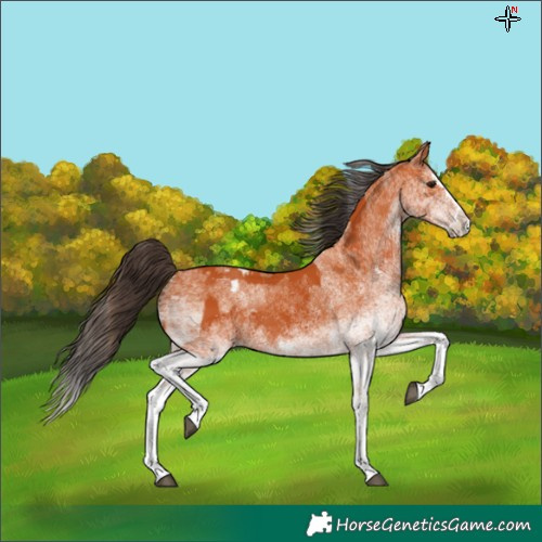 Horse Color:White Spotted Bay Splash  and White Spotted Bay Splash Appaloosa 