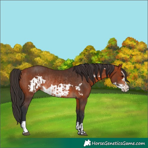 Horse Color:Brown Rabicano  and Brown Frame Rabicano 
