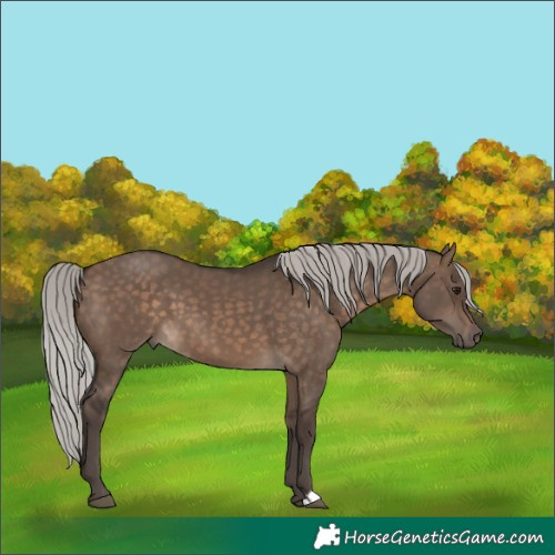 Horse Color:Silver Brown Dun 