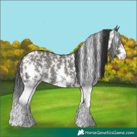 Horse Color:Grullo Sabino Rabicano 
