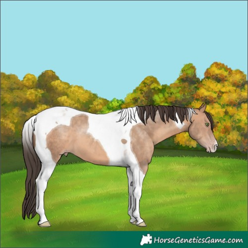 Horse Color:Sable Champagne Tobiano