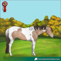 Horse Color:Sable Champagne Tobiano 
