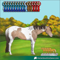 Horse Color:Sable Champagne Tobiano 