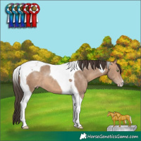 Horse Color:Sable Champagne Tobiano 