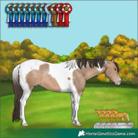 Horse Color:Sable Champagne Tobiano