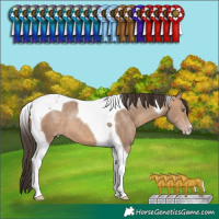 Horse Color:Sable Champagne Tobiano 