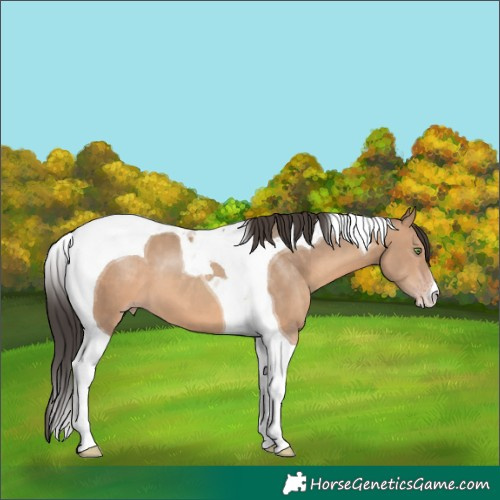 Horse Color:Sable Champagne Tobiano 