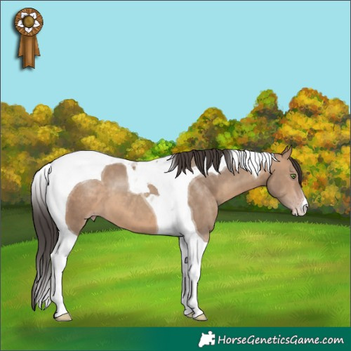 Horse Color:Sable Champagne Tobiano 