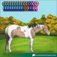Horse Color:Sable Champagne Tobiano 