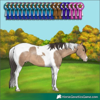 Horse Color:Sable Champagne Tobiano