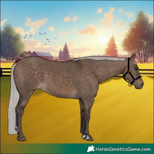 Horse Color:Silver Brown Dun 
