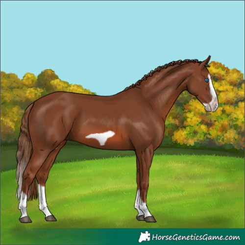 Horse Color:Chestnut Splash Frame 