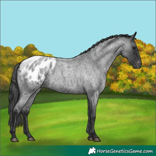 Horse Color:Blue Roan Appaloosa 