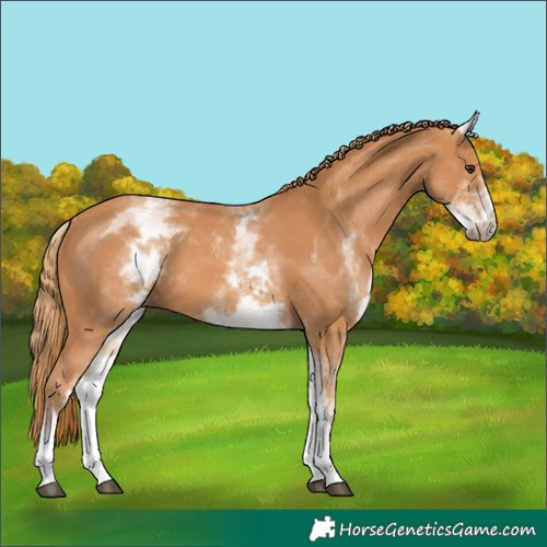 Horse Color:Unknown 