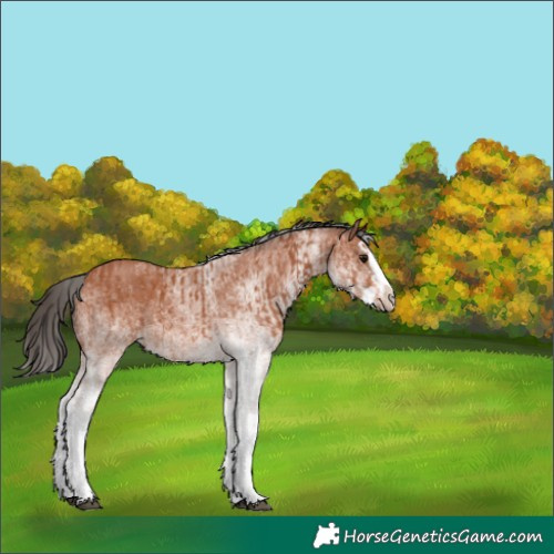 Horse Color:White Spotted Bay Splash and White Spotted Bay Splash