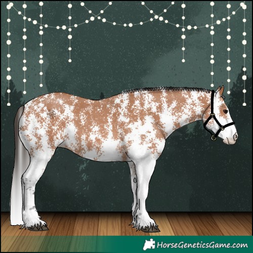 Horse Color:Bay Sabino 