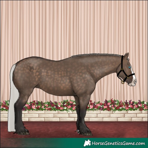 Horse Color:Silver Brown Dun Splash 