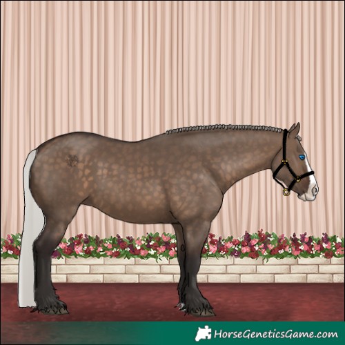Horse Color:Silver Brown Dun Splash 