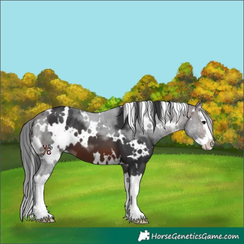 Horse Color:White Spotted Brown Splash