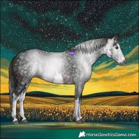 Horse Color:Gray White Spotted Brown 