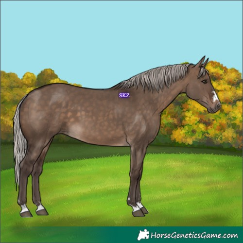Horse Color:Silver Brown Dun