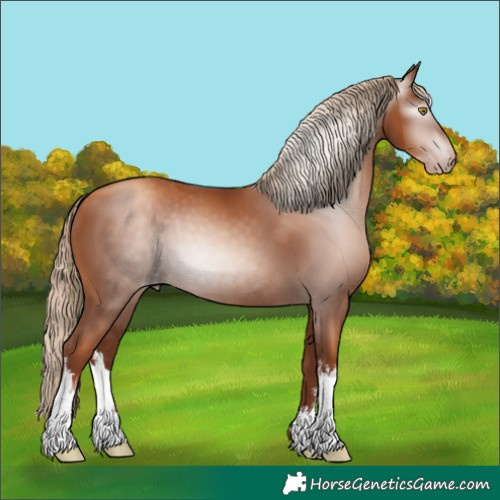 Horse Color:Gray White Spotted Gold Champagne
