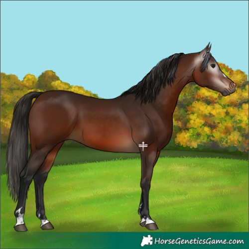 Horse Color:Gray Bay 