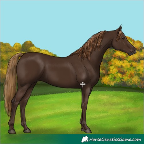 Horse Color:Gray Chestnut 