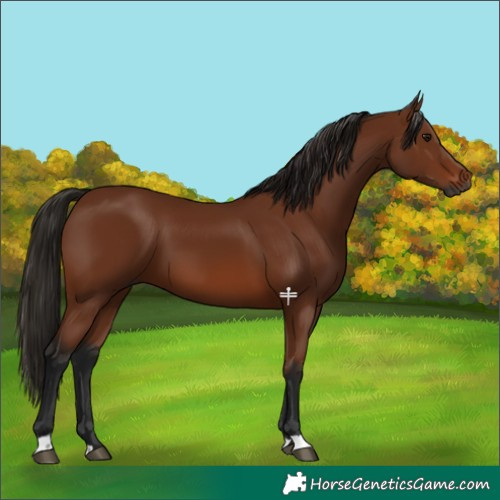 Horse Color:Gray Bay 