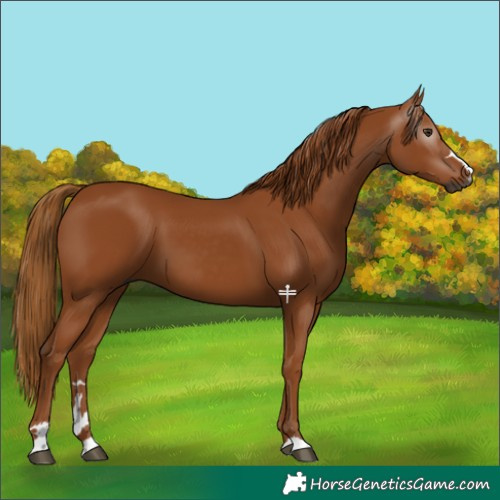 Horse Color:Gray Chestnut 