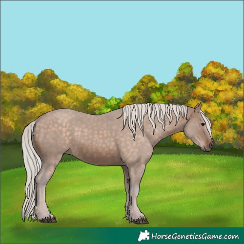 Horse Color:Silver Brown Dun 