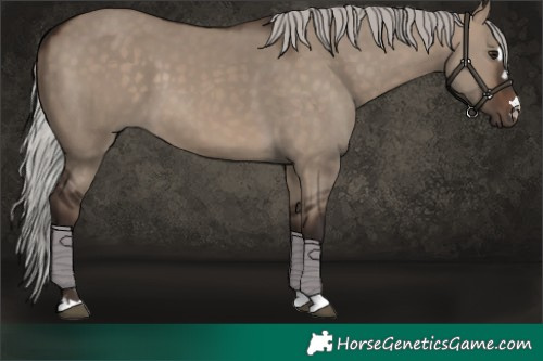 Horse Color:Silver Brown Dun 
