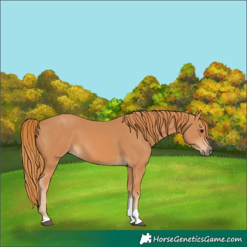 Horse Color:Chestnut Tobiano