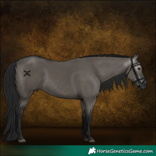 Horse Color:Gray Grullo 