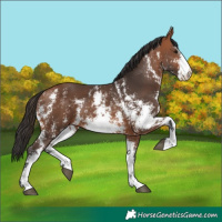 Horse Color:Bay Sabino 