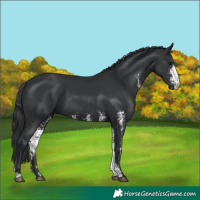 Horse Color:Black Sabino 