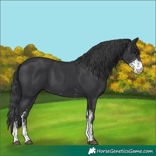 Horse Color:Black Sabino 