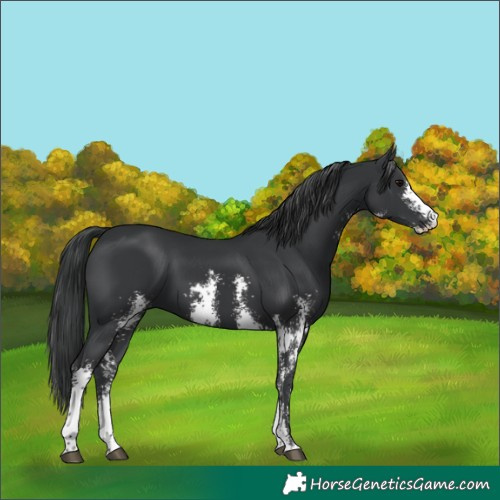Horse Color:Black Sabino 