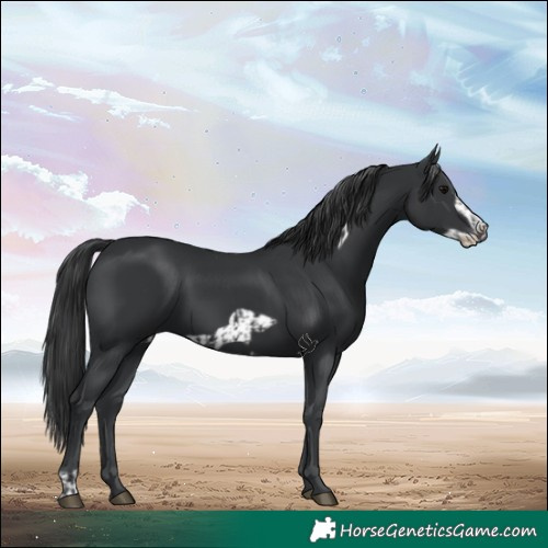 Horse Color:Black  and Black Frame 