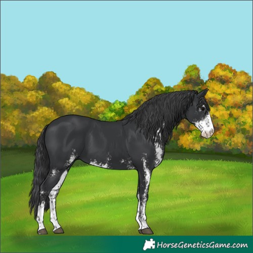 Horse Color:Black Sabino 