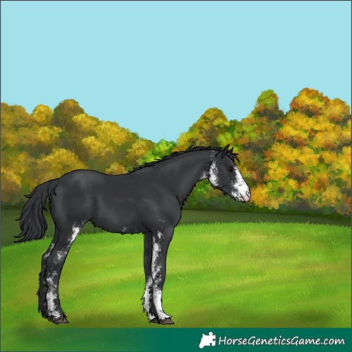 Horse Color:Black Sabino 