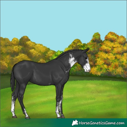 Horse Color:Black Sabino 
