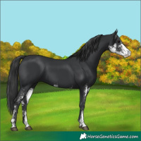 Horse Color:Black Sabino