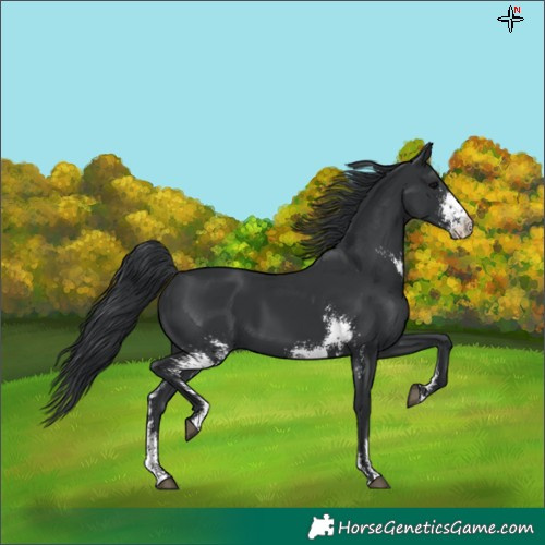 Horse Color:Black Sabino