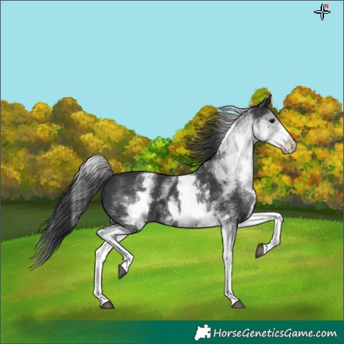 Horse Color:White Spotted Black