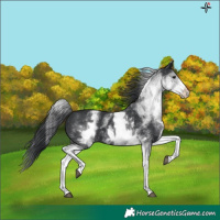 Horse Color:White Spotted Black 